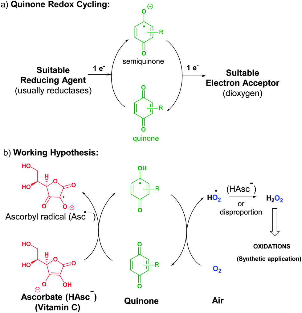 Oxidation with air by ascorbatedriven quinone redox cycling Chemical