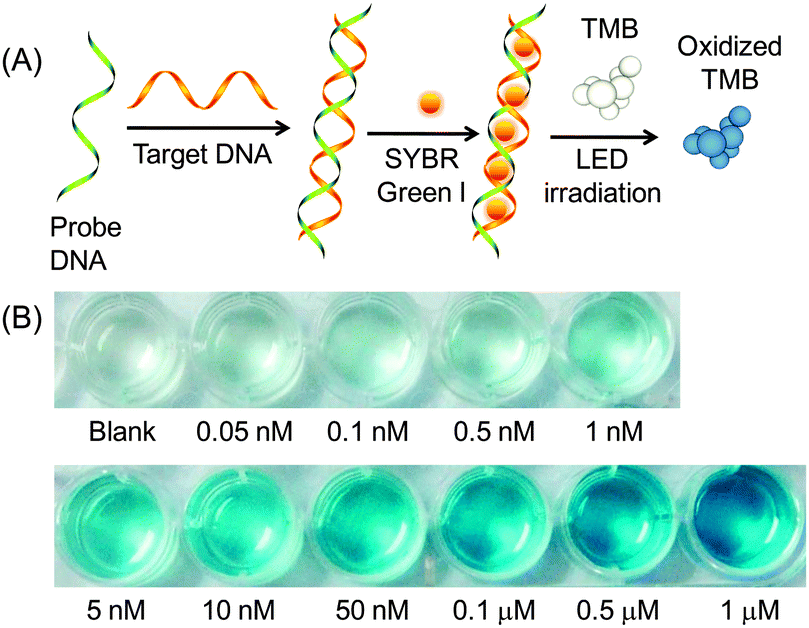 Photocatalytic Oxidation Of Tmb With The Double Stranded Dna Sybr 5 Design And Performance Of The Visual Sensor Based On Photosensitization Dsdna Sybr Green Complex For Dna Detection A Scheme Biosensor