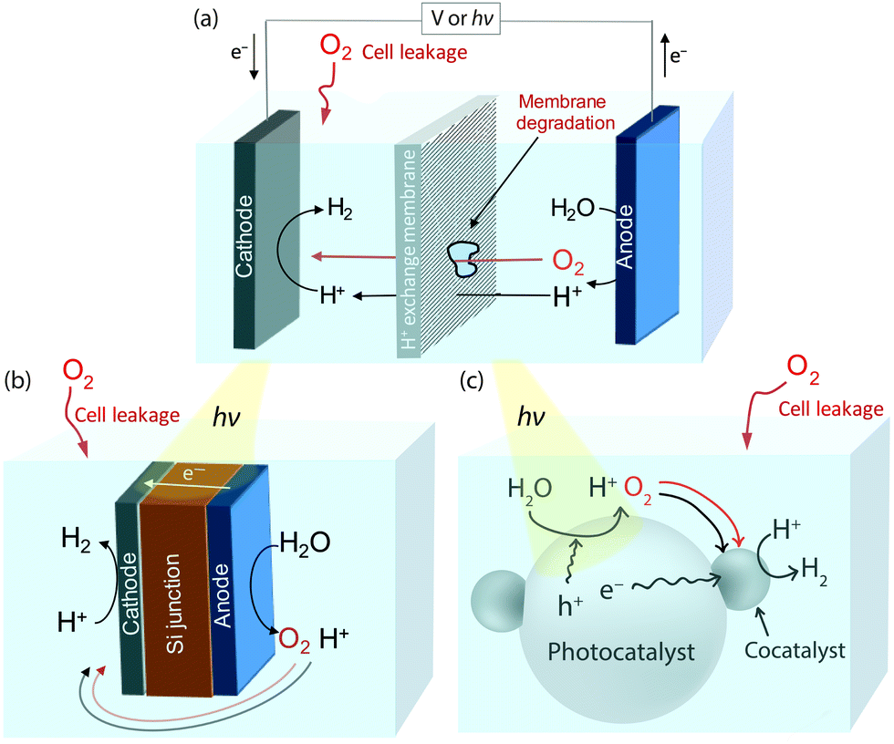 Oxygentolerant proton reduction catalysis much O 2 about Oxygentolerant proton reduction catalysis much O 2 about