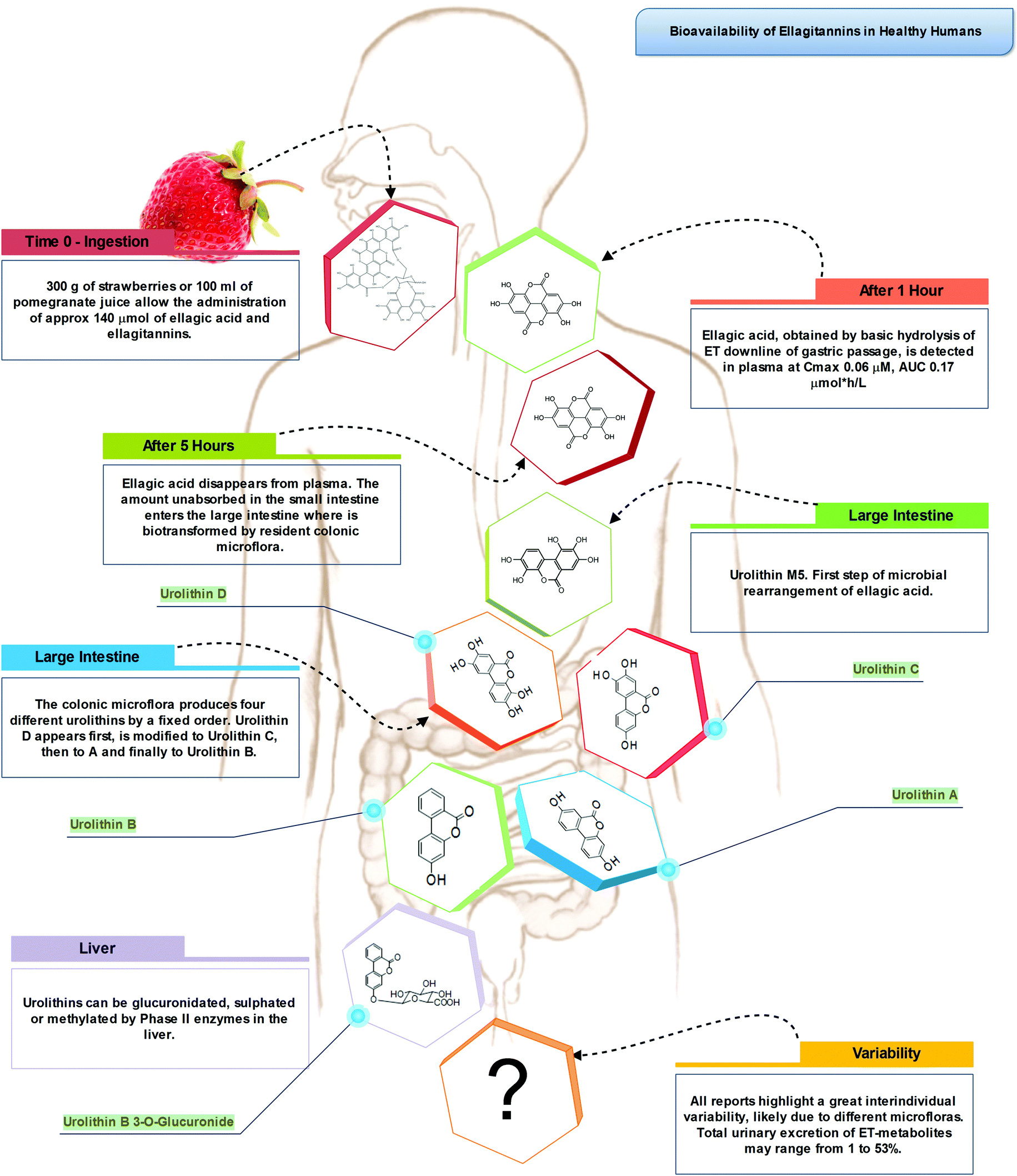 Atheroprotective effects of (poly)phenols a focus on cell cholesterol