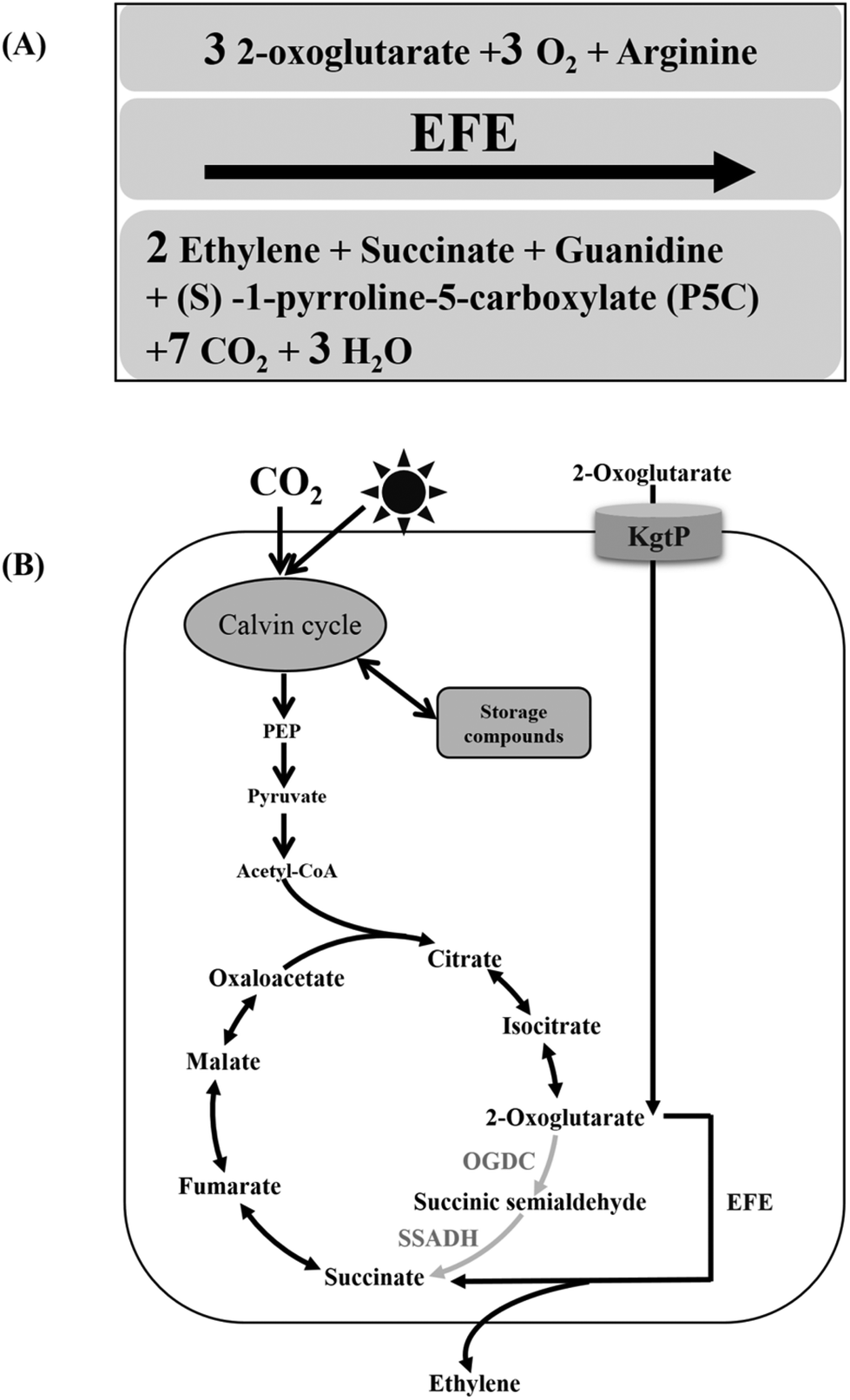 Enhancing photosynthetic production of ethylene in ... diagram of an enzyme controlled reaction 