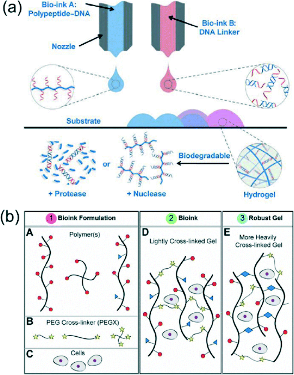 Bioprinting of 3D hydrogels Lab on a Chip (RSC Publishing) DOI10.1039/C5LC90069G