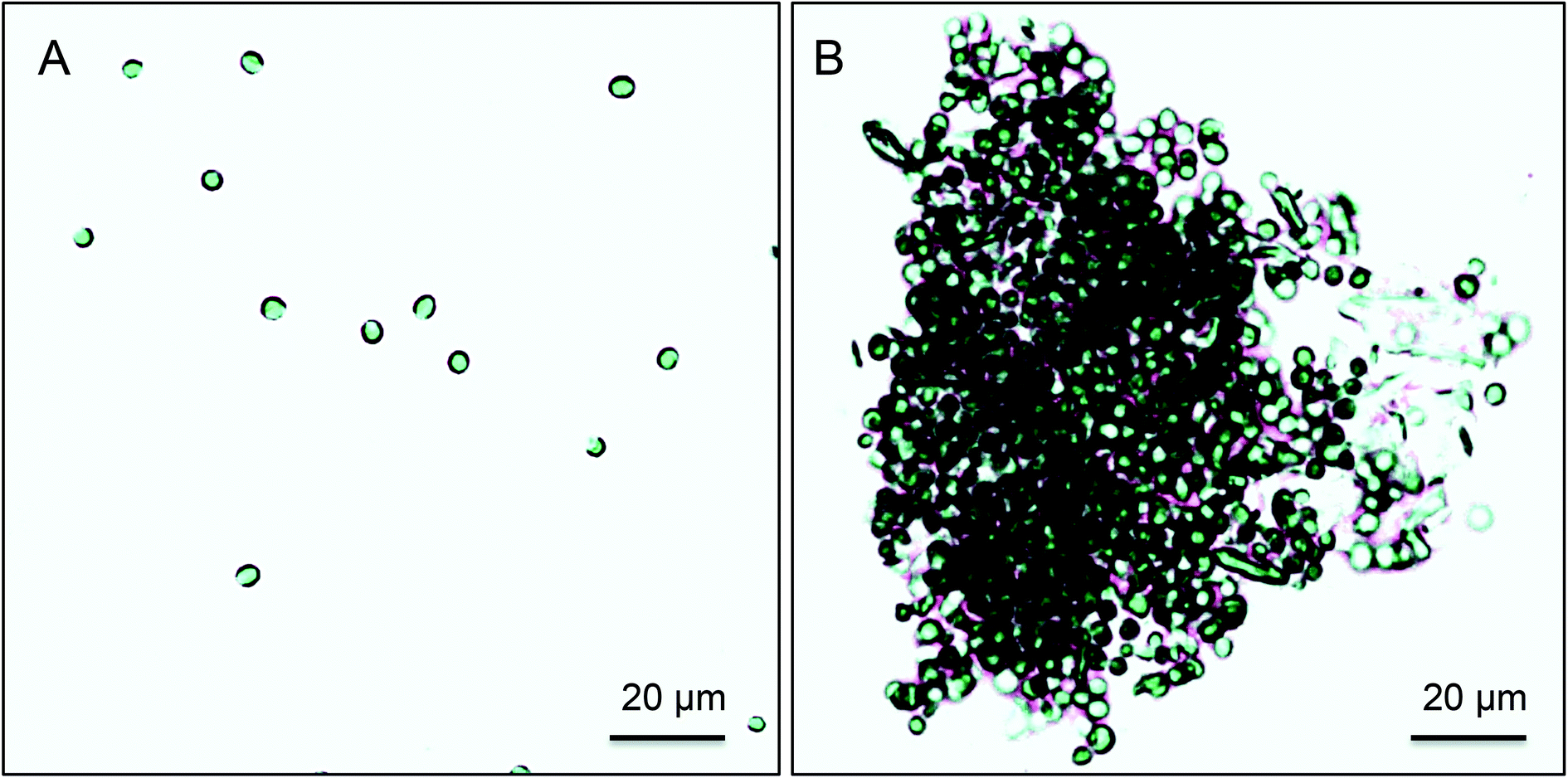 CO 2 controlled flocculation of microalgae using pH responsive ...