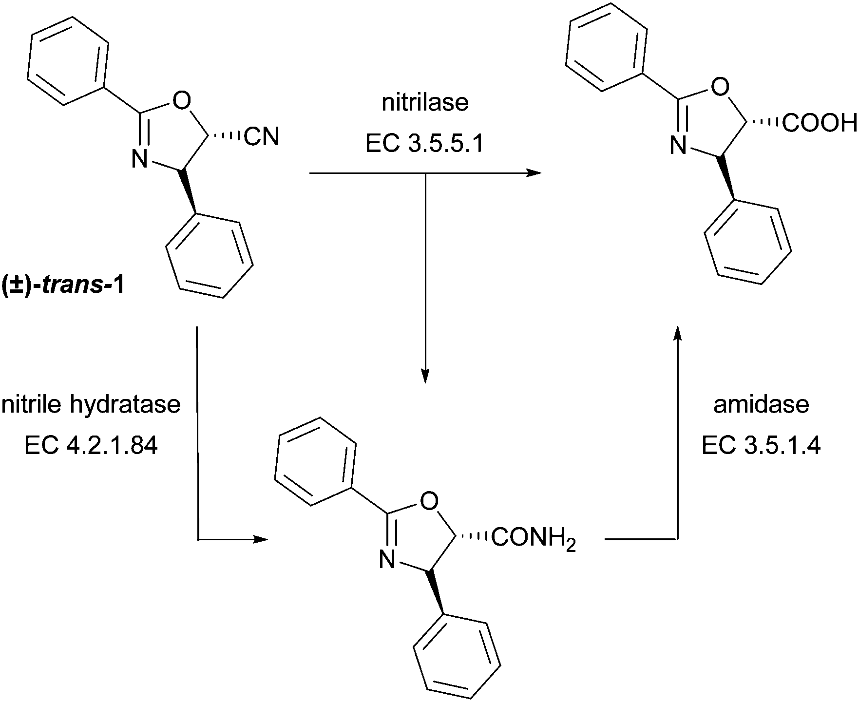 NITRILE HYDRATASE PDF DOWNLOAD NITRILE HYDRATASE PDF DOWNLOAD