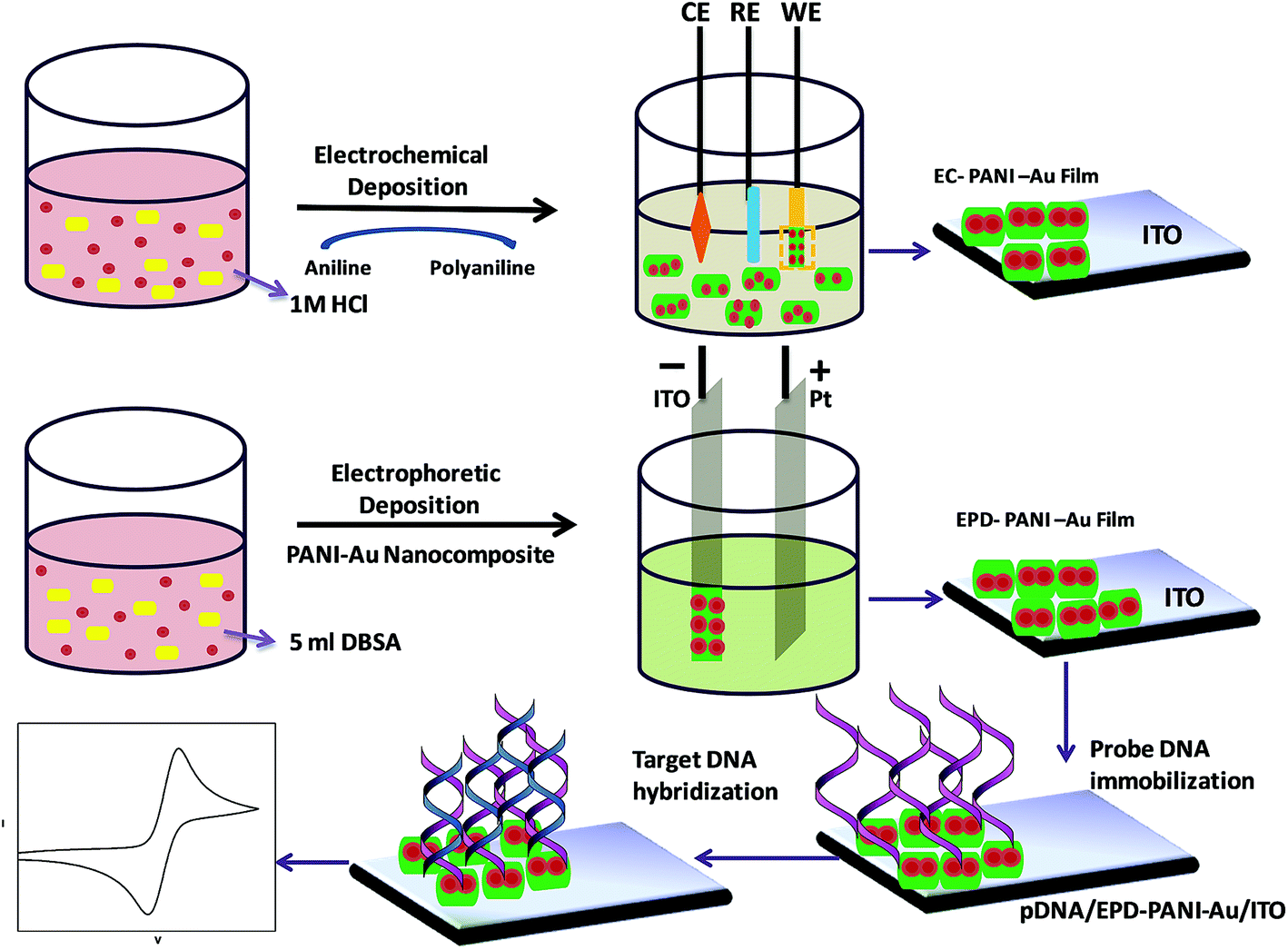 Onepot synthesis of a polyanilinegold and its enhanced