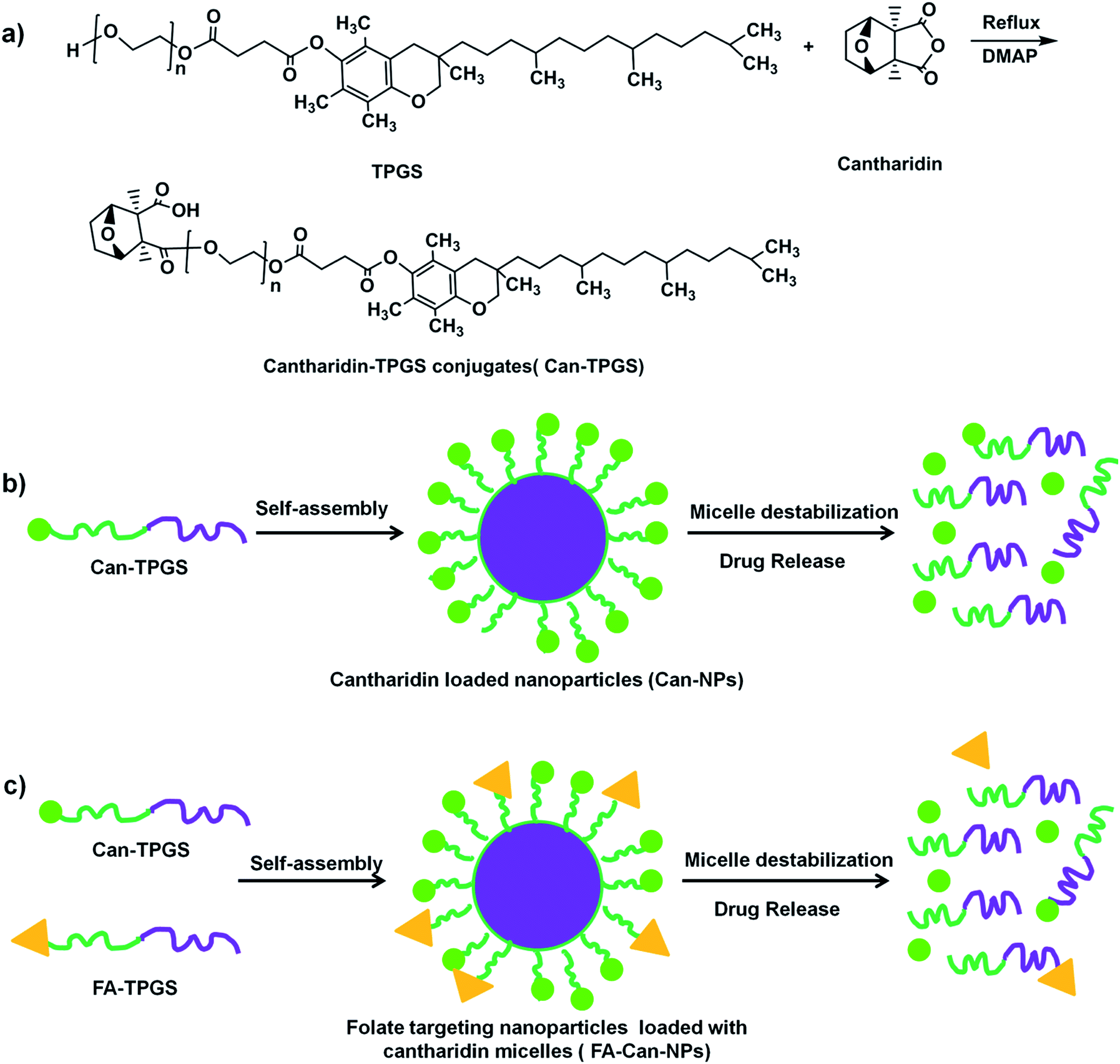 Targeting vitamin E TPGScantharidin conjugate nanoparticles for colorectal cancer therapy RSC