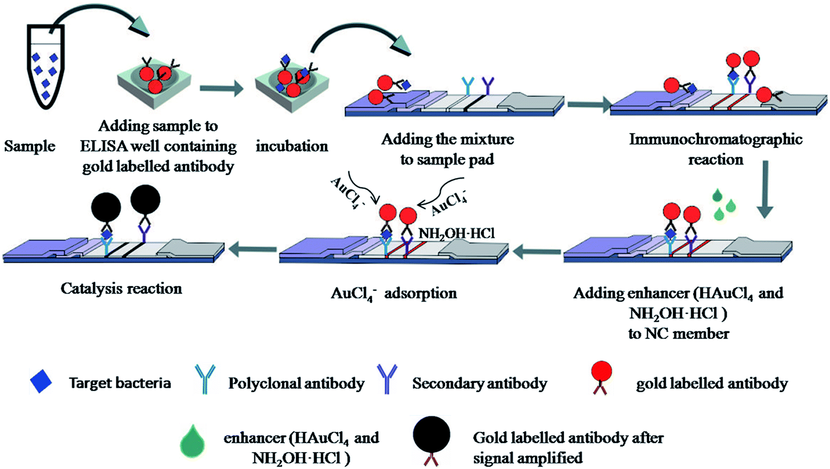Development of colloidal gold immunochromatographic signalamplifying