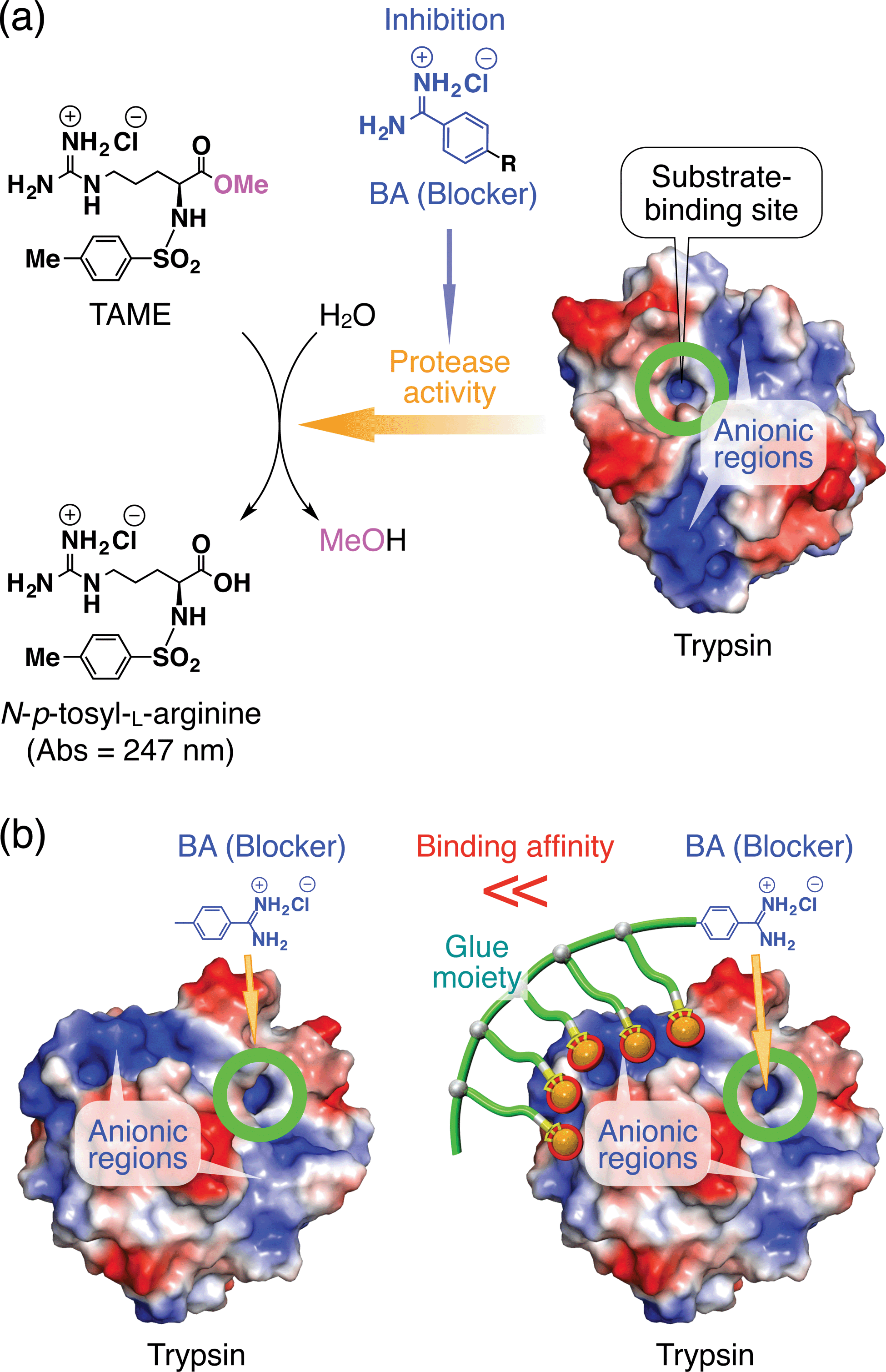 Molecular glues for manipulating enzymes trypsin inhibition by