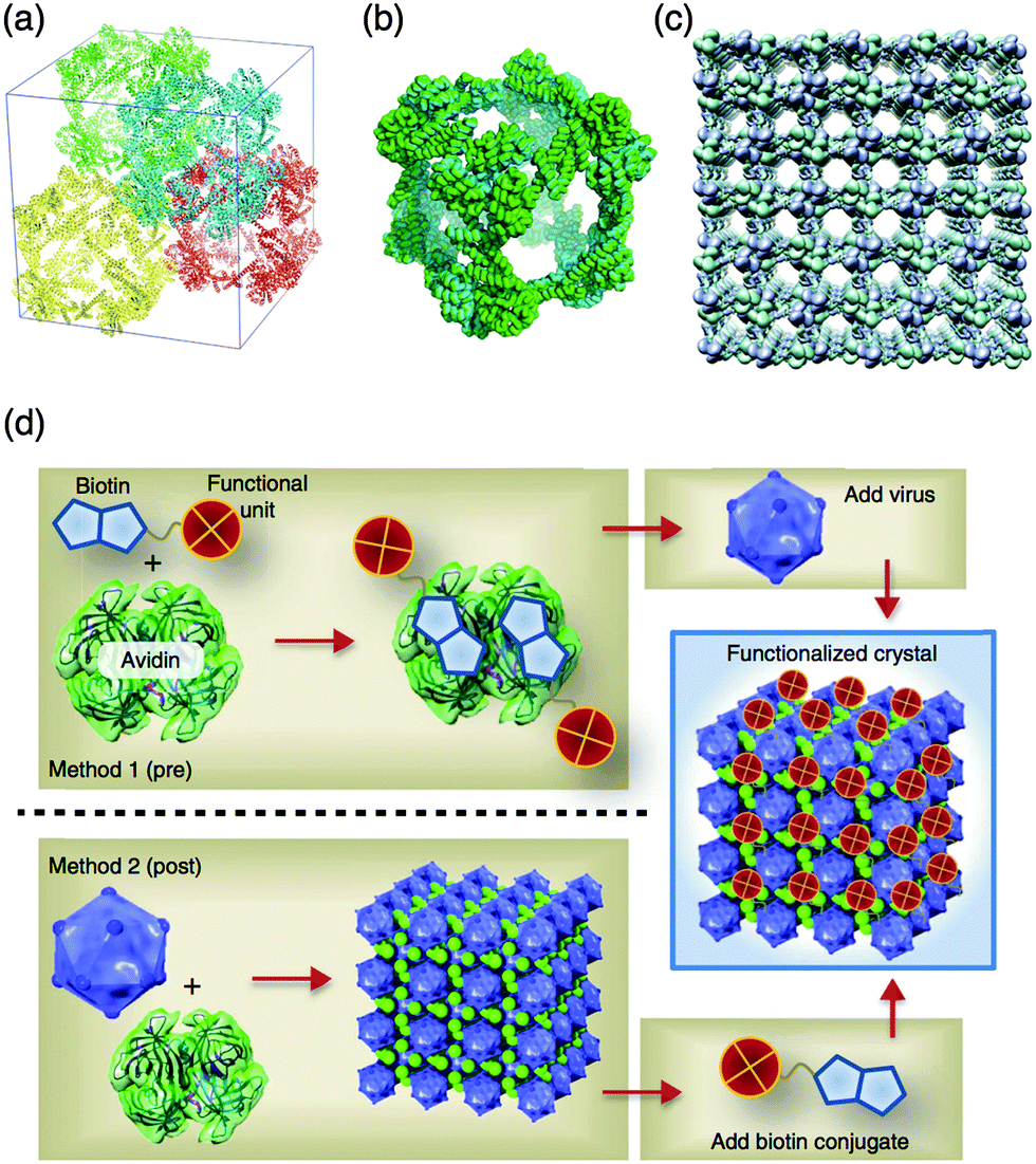 Design of a confined environment using protein cages and crystals for