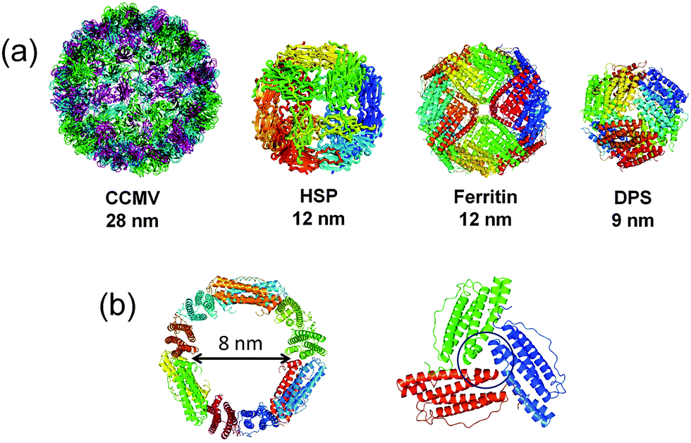 Design of a confined environment using protein cages and crystals for
