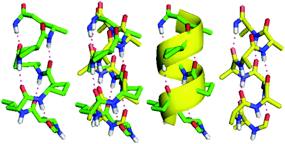 peptide backbone of alpha helix peptide backbone of alpha helix