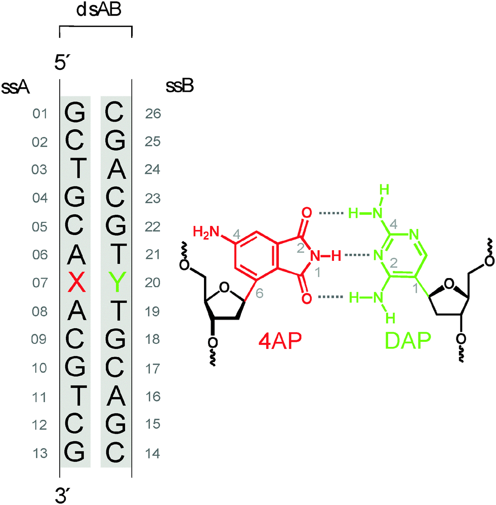 complementary dna sequence