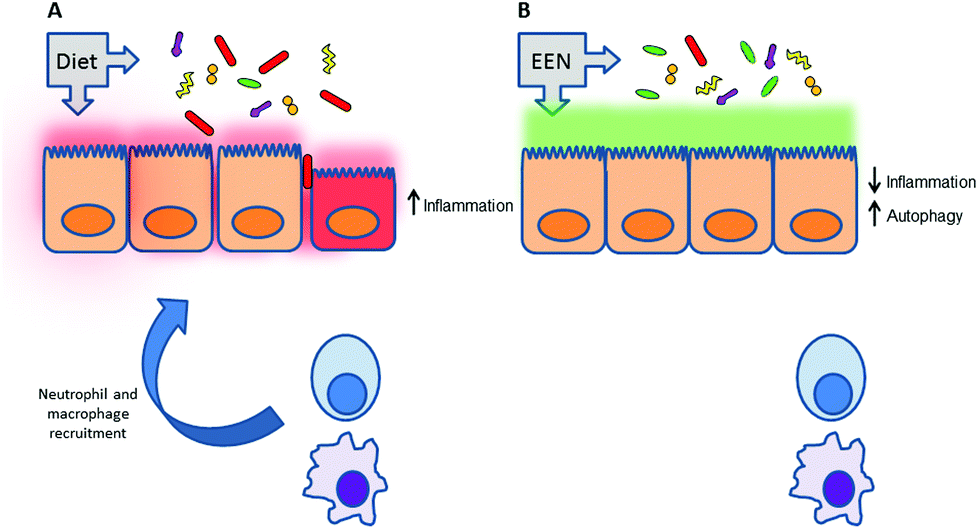 Enteral Nutrition Formulas For Crohn S Blog Dandk