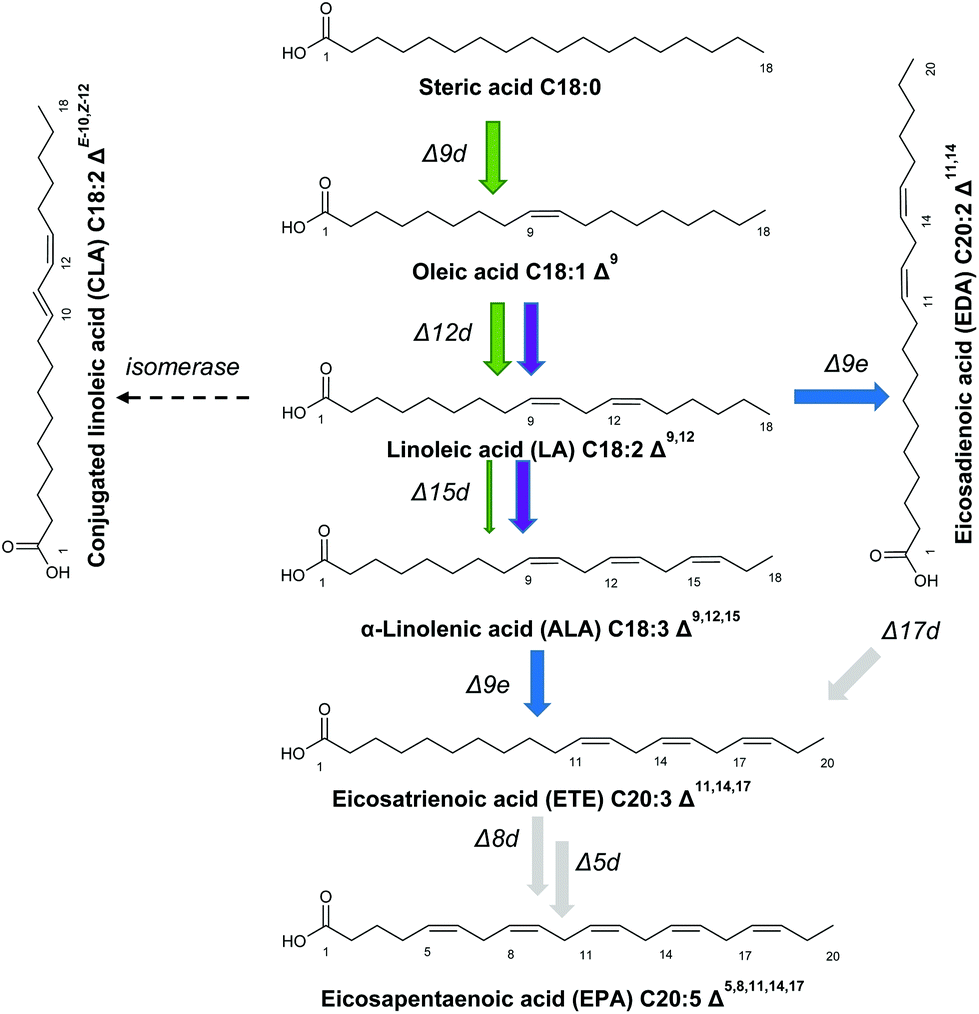 Genetic engineering and production of modified fatty acids Genetic engineering and production of modified fatty acids