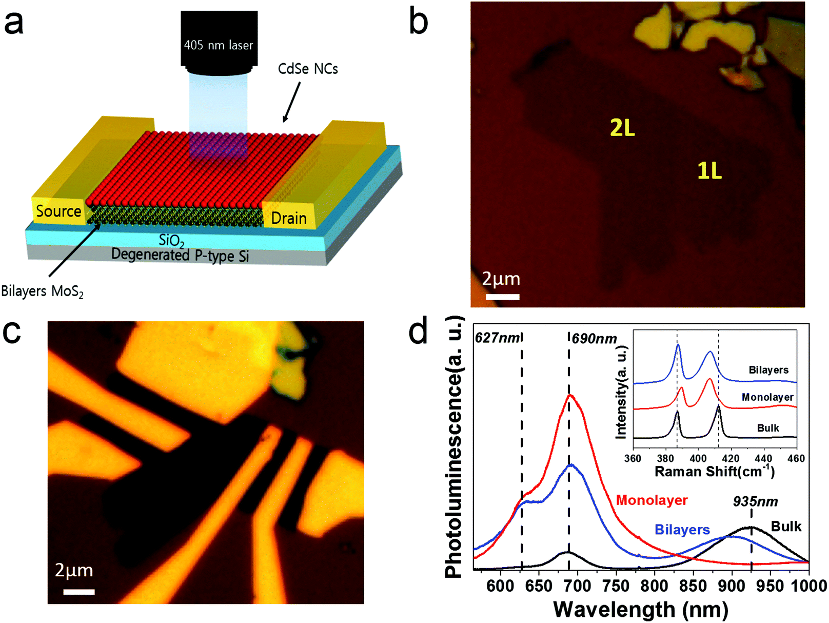 1 a Schematic diagram of the hybrid device of bilayer MoS2 CdSe NCs b Monolayer and bilayer MoS2 on PVA PMMA membrane c Optical image of the MoS2