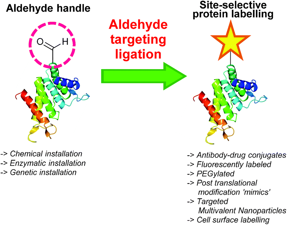 Siteselective incorporation and ligation of protein aldehydes Organic & Biomolecular
