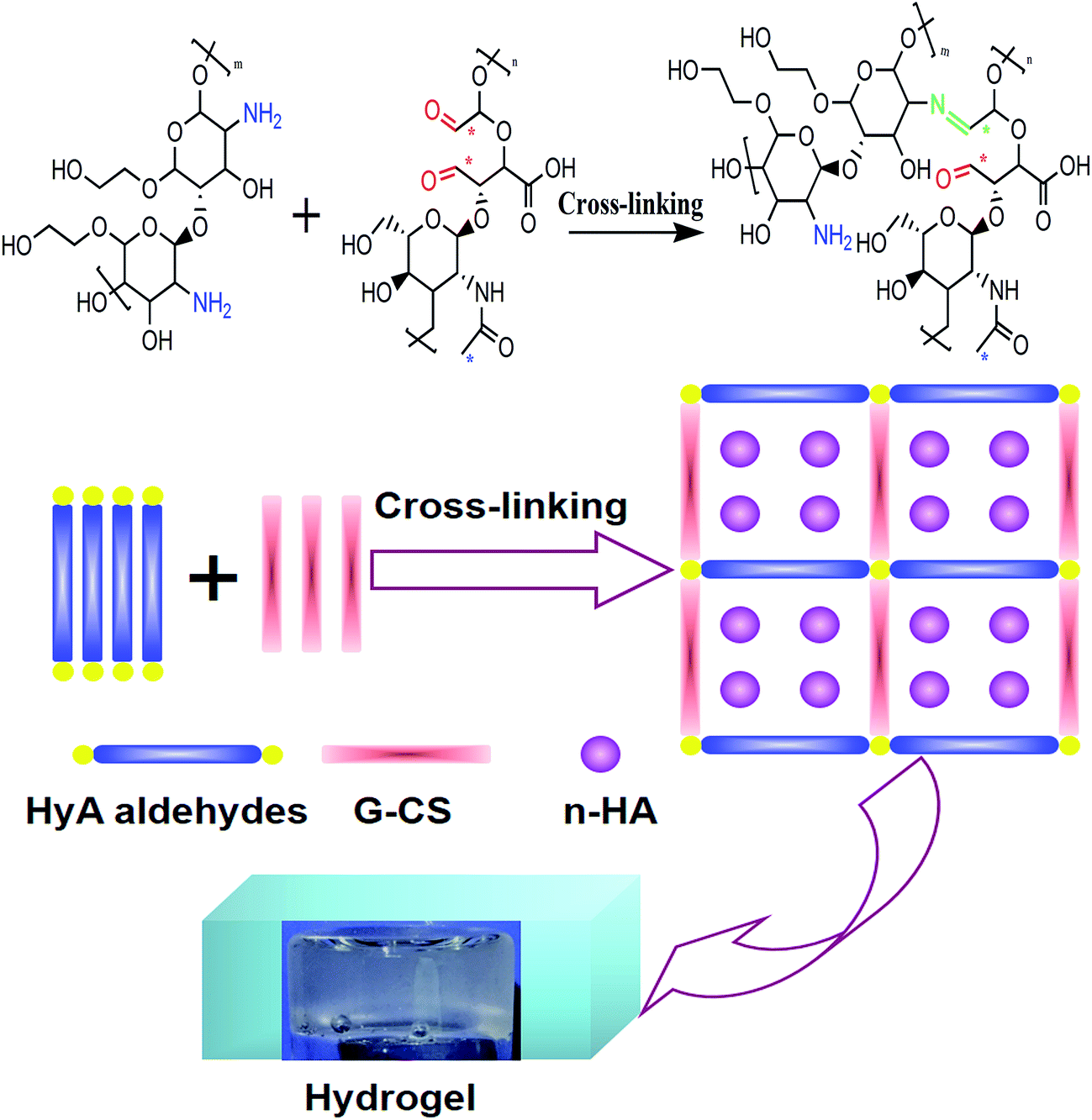 An injectable nanohydroxyapatite (nHA)/glycol chitosan (GCS