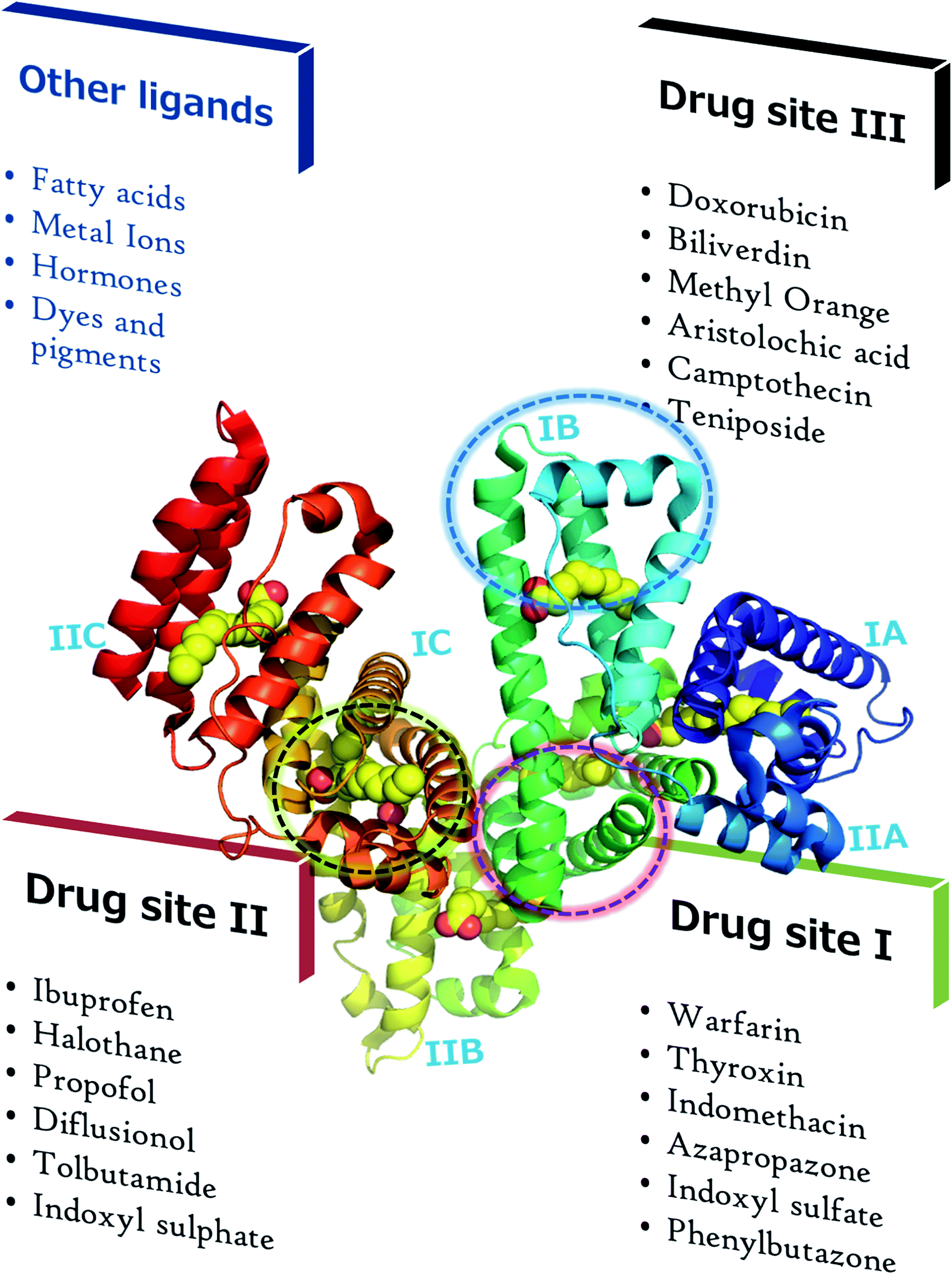 Non-enzymatic glycation mediated structure–function changes in proteins