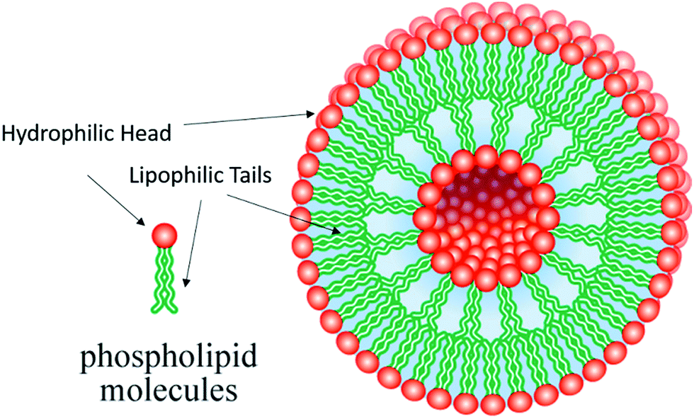 Small molecule therapeuticloaded liposomes as therapeutic carriers