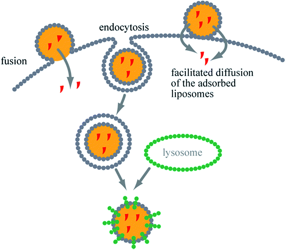 Nanoparticles (NP) types: passive and active targeting. (A 