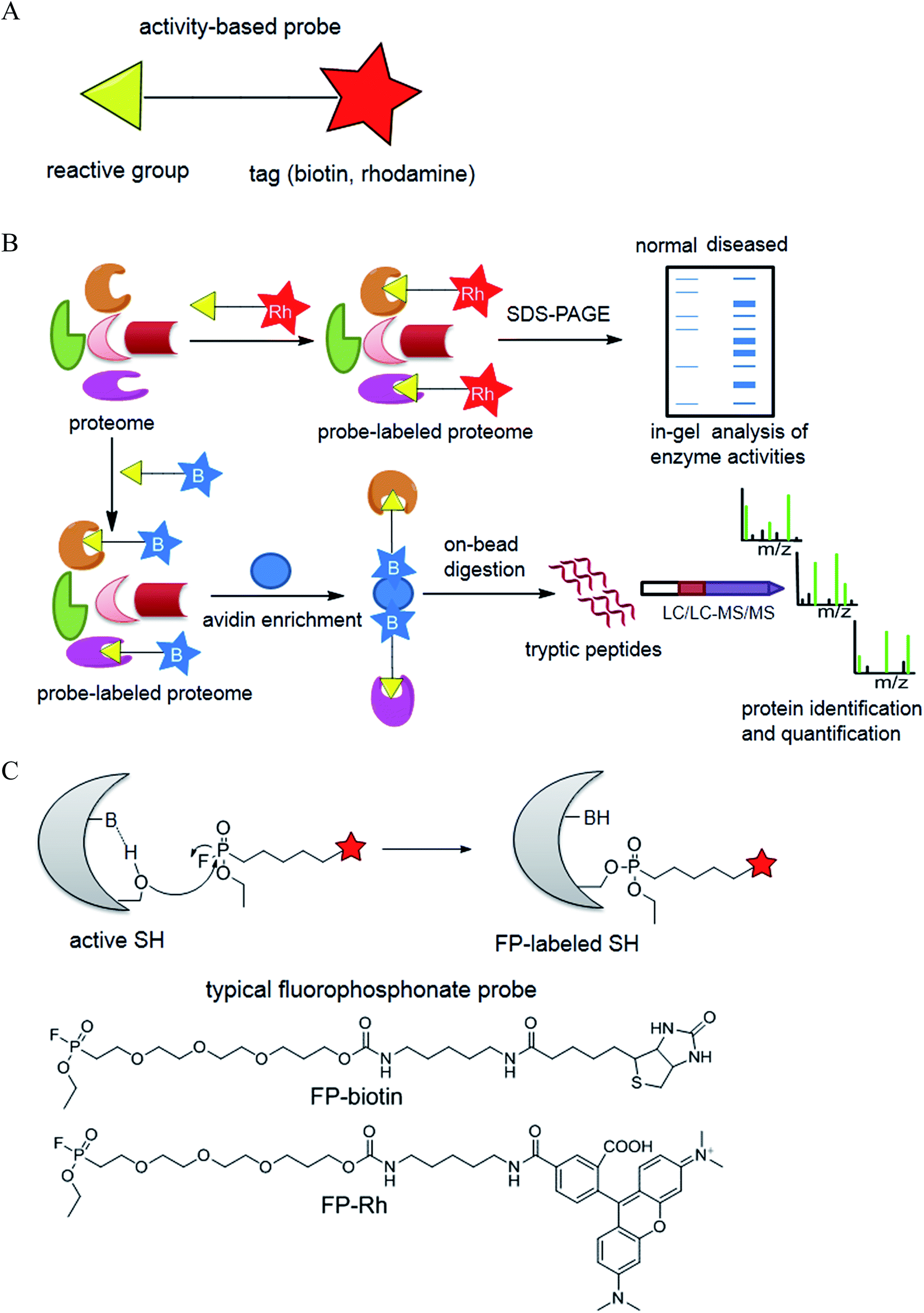 Activity Based Protein Profiling An Efficient Approach To Study Serine Hydrolases And Their