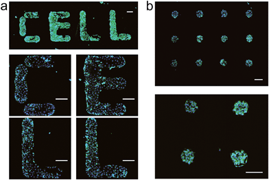 2 patterns of living cells on dna-sam substrate.