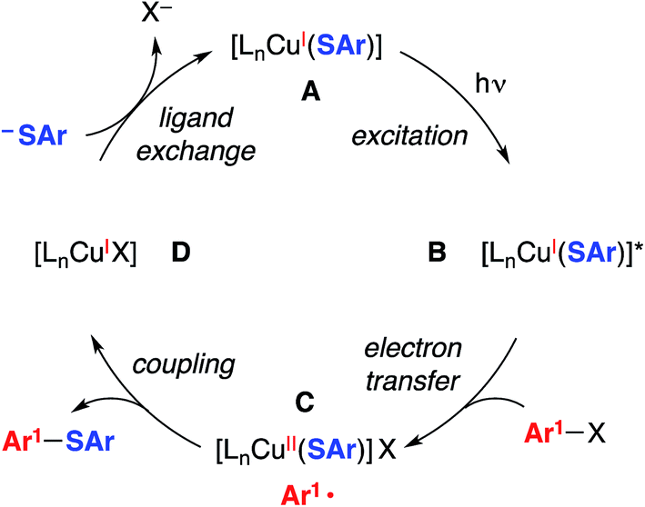 A mechanistic investigation of the photoinduced, coppermediated cross