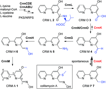 the substrate salvage or recycling pathway is important and