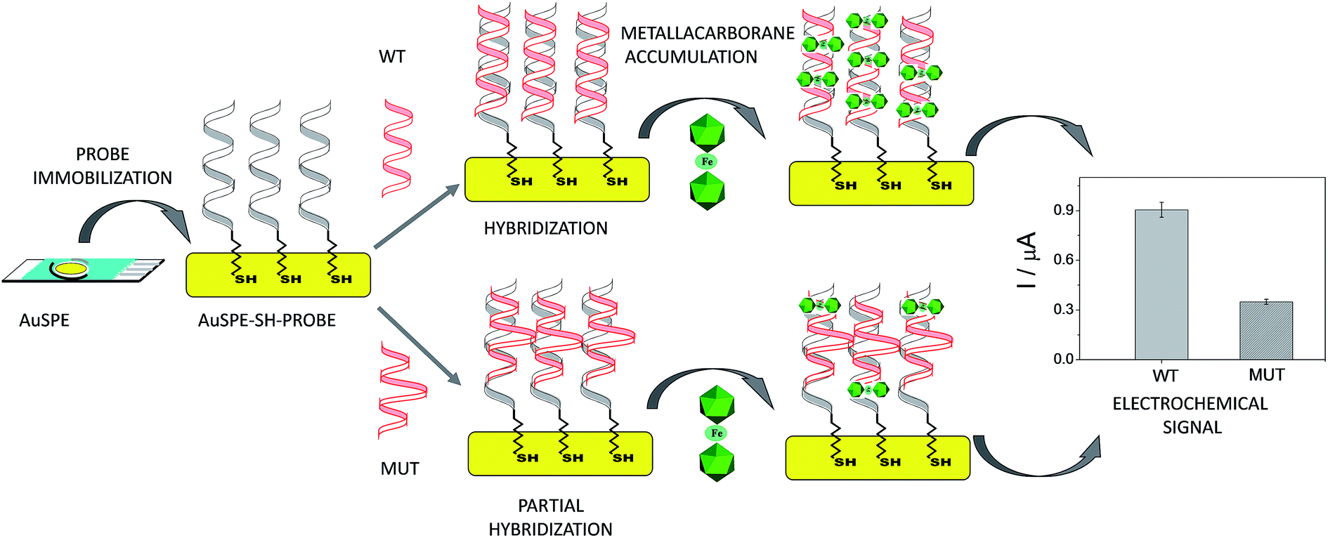 electrochemical indicators for screening of gene mutation