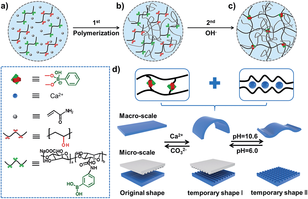 Stretchable Supramolecular Hydrogels With Triple Shape Memory Effect Chemical Science Rsc