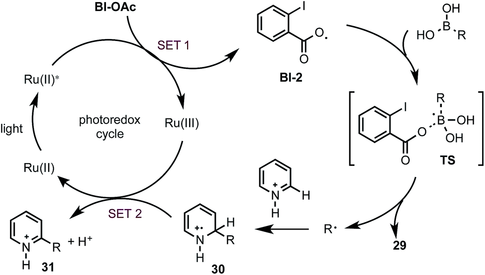 reacts chemical how N Minisci alkylation Photoredox Câ€“H mediated of