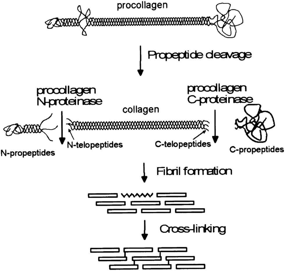 Collagen: a network for regenerative medicine - Journal of Materials Chemistry B (RSC Publishing ...