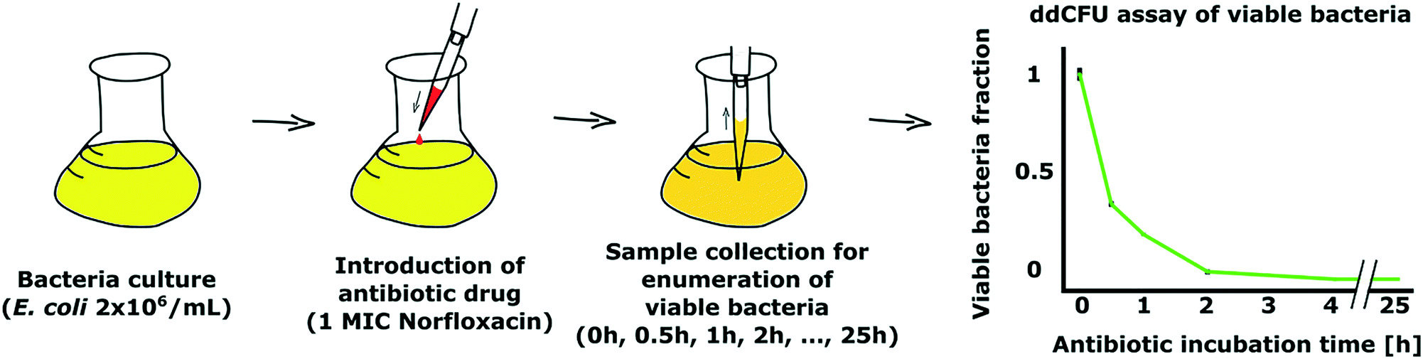 Optimized droplet digital CFU assay (ddCFU) provides precise