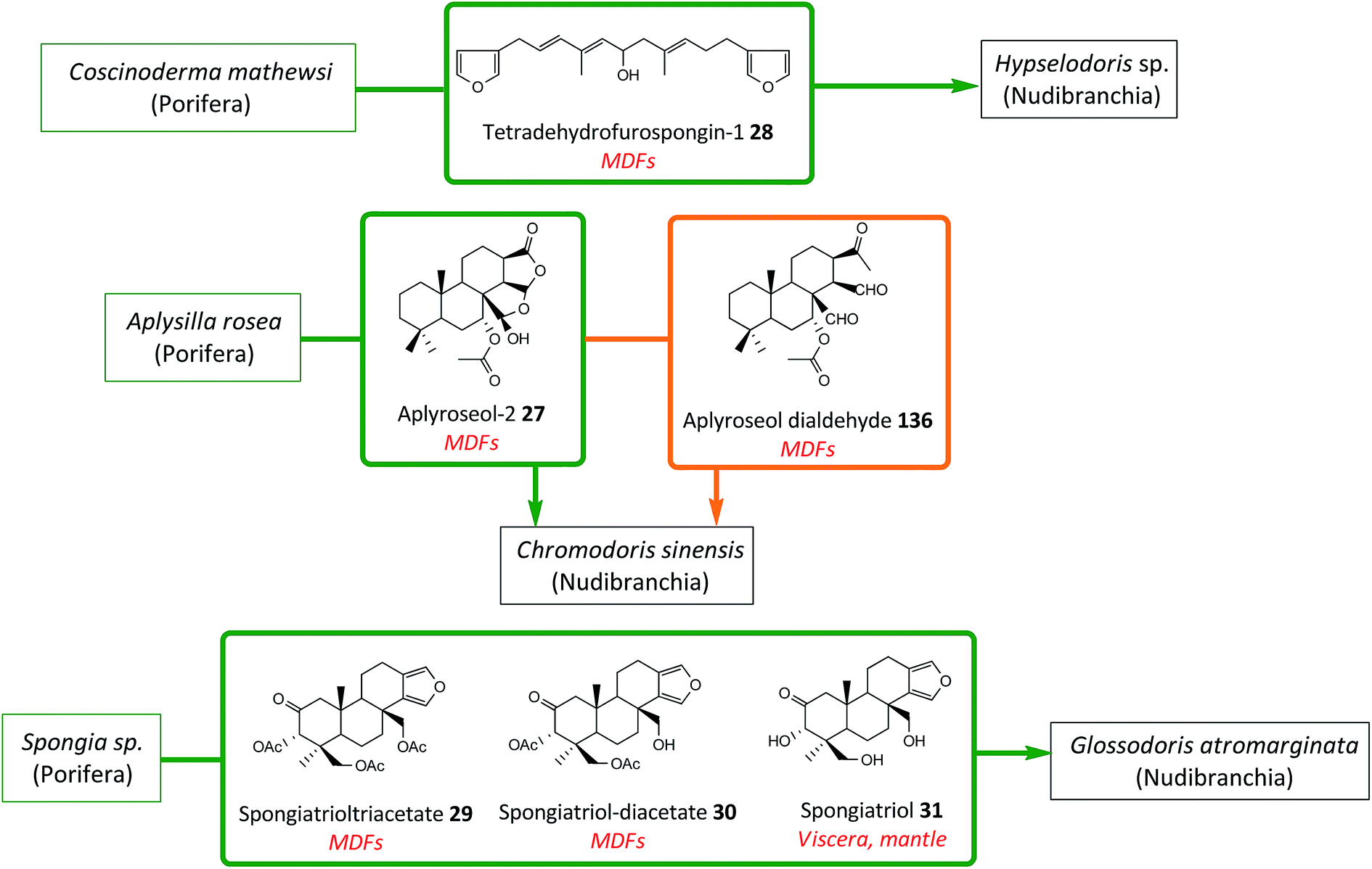 Chemical Mediation As A Structuring Element In Marine Gastropod