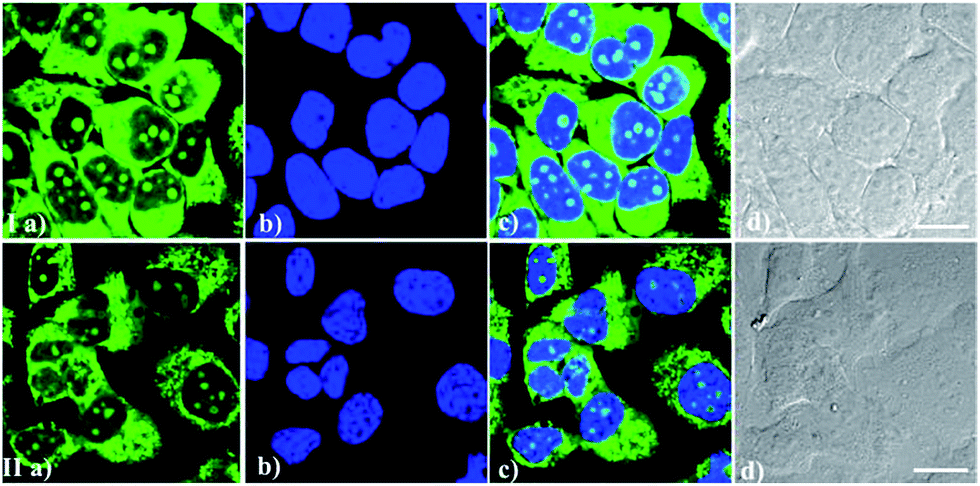 Turn-on fluorescent probes that can light up endogenous RNA in nucleoli