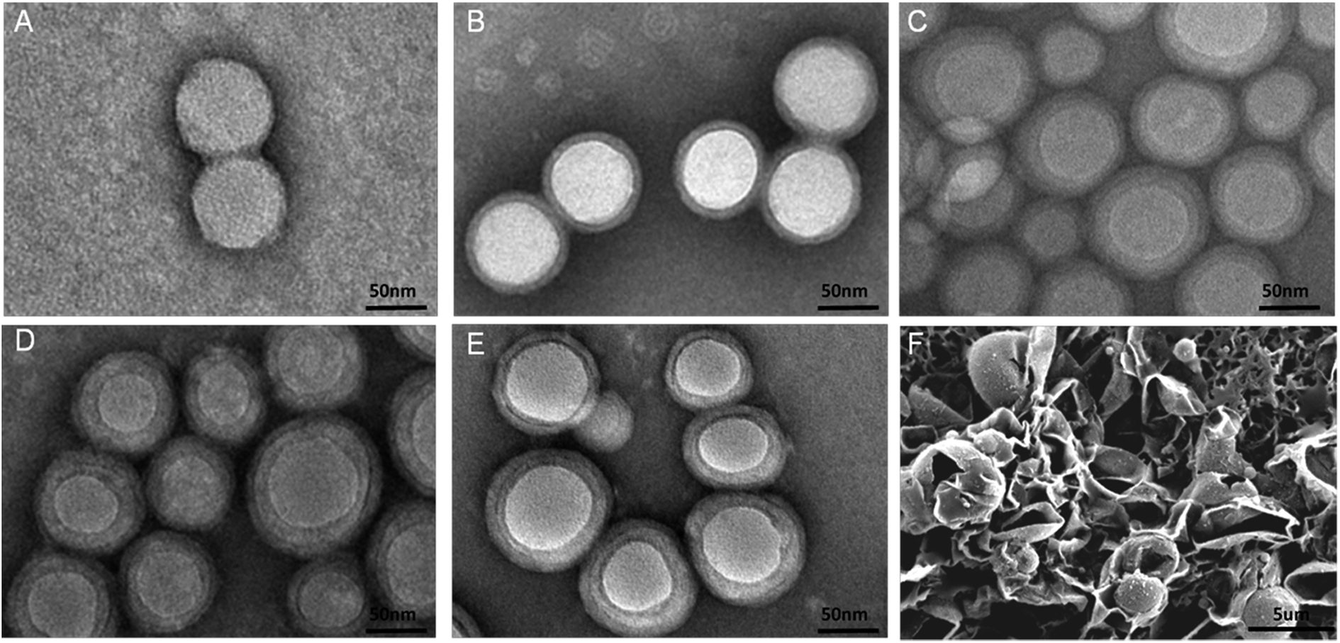 Simple and tunable surface coatings via polydopamine for modulating