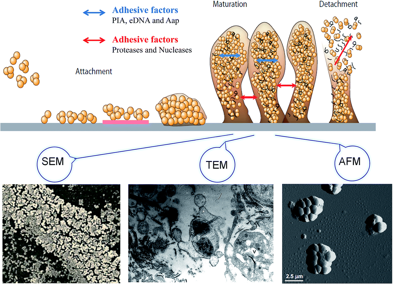Biofilm formation and control strategies of foodborne pathogens: food