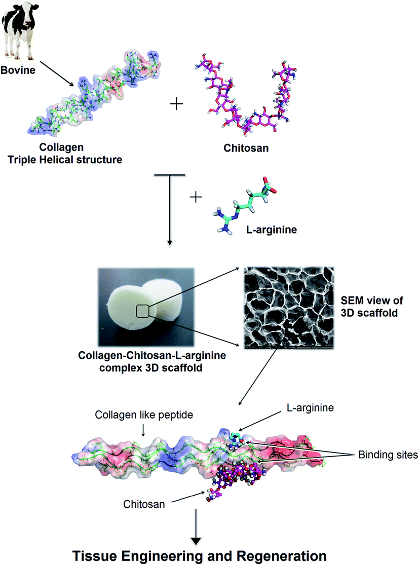 l -Arginine intercedes bio-crosslinking of a collagen\u2013chitosan 3D-hybrid scaffold for tissue ...