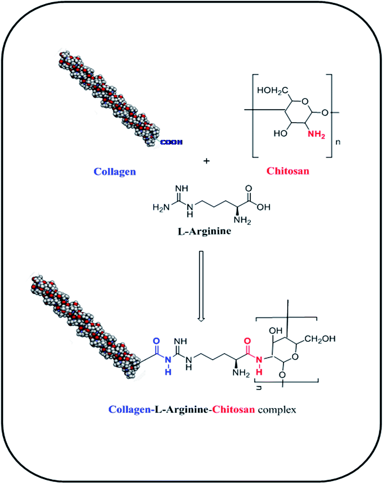 l -Arginine intercedes bio-crosslinking of a collagen\u2013chitosan 3D-hybrid scaffold for tissue ...
