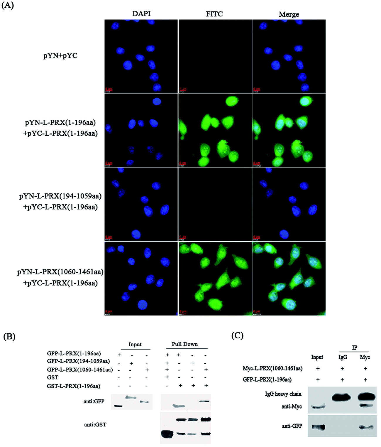 self-association of l-periaxin occurs