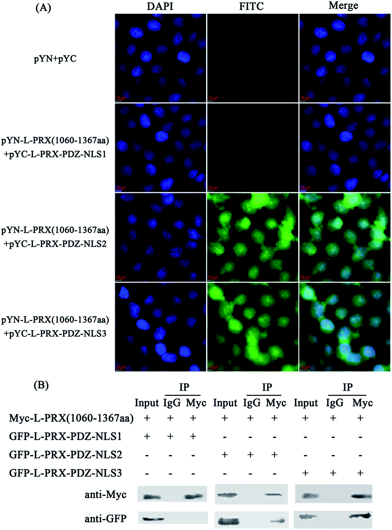 self-association of l-periaxin occurs