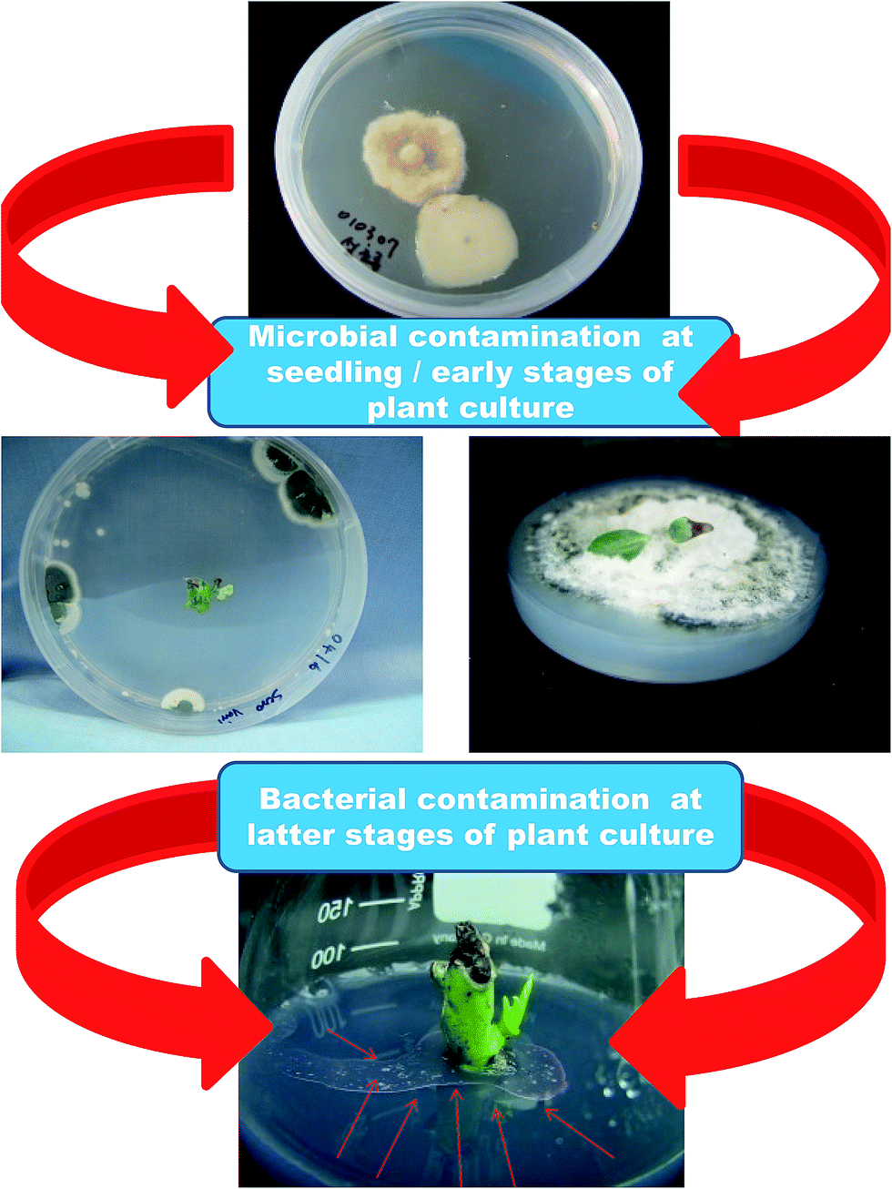 Nanomaterials in plant tissue culture the disclosed and