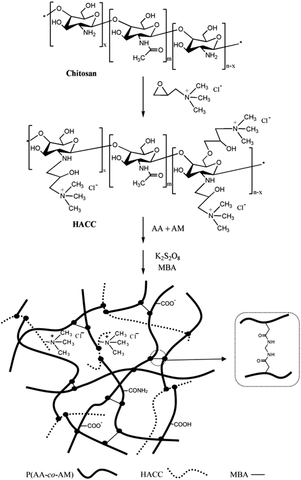 are made chemical how hydrogels  RSC superabsorbent in based Advances chitosan