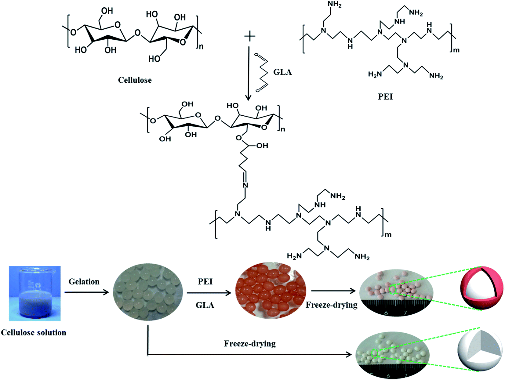 Polyethylenimine Functionalized Cellulose Aerogel Beads For Efficient