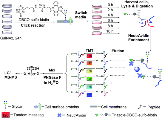 Quantitative investigation of human cell surface N -glycoprotein ...