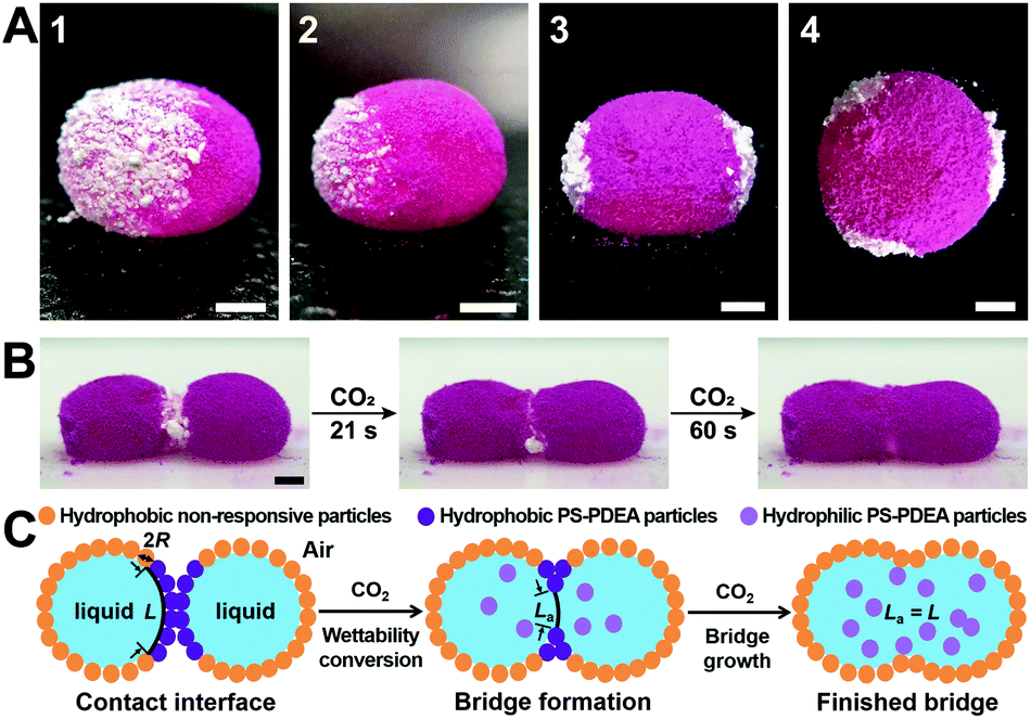 A) Liquid marbles with white hydrophobic/hydrophilic CO2-responsive patches and pink (dyed) lycopodium powder. B) Coalescence of two liquid marbles upon CO2 carbon dioxide exposure within one minute. C) Coalescence schematic