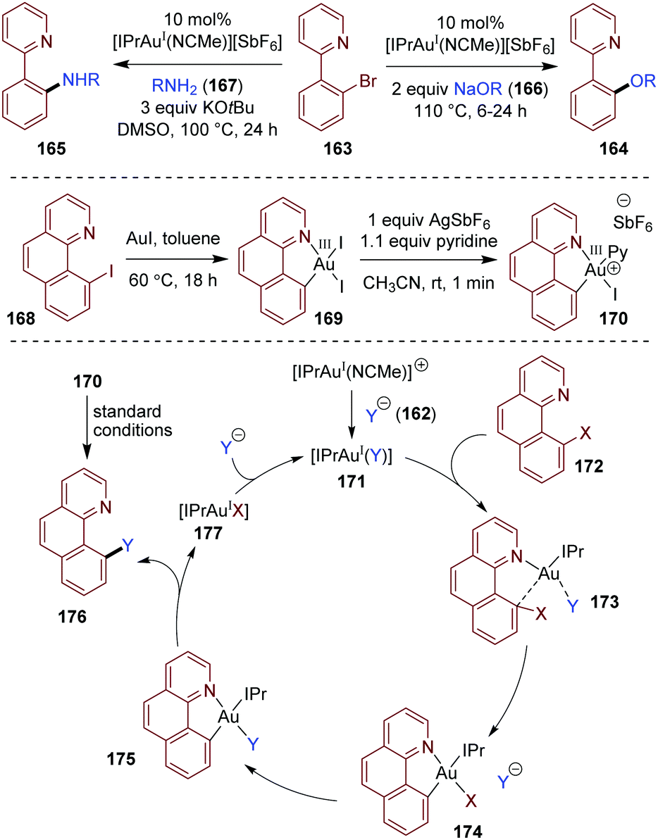 Scheme 30 Gold-catalyzed C–O and C–N cross-coupling reactions of aryl halides.