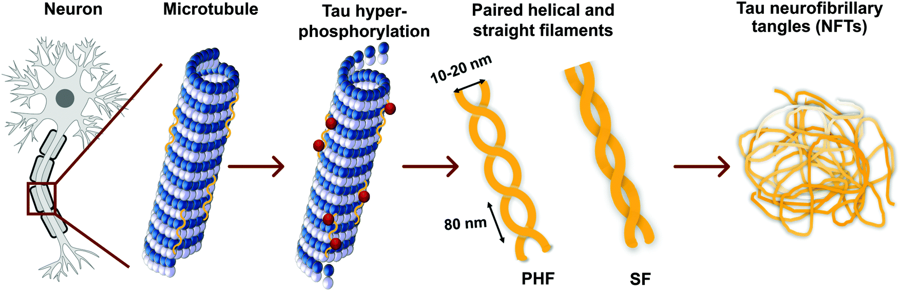 Shedding light on tau protein aggregation the progress in developing
