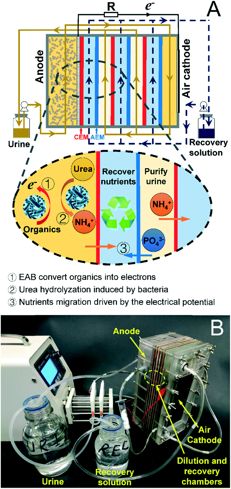 Urinepowered synergy of nutrient recovery and urine purification in a