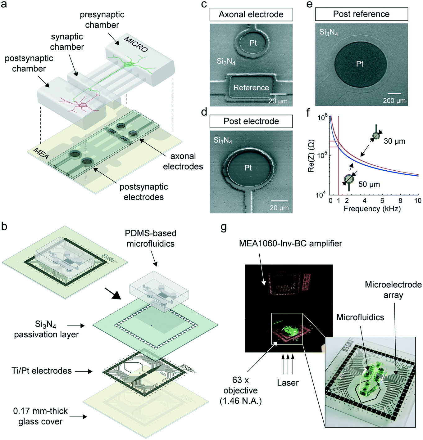 An integrated microfluidic/microelectrode array for the study of